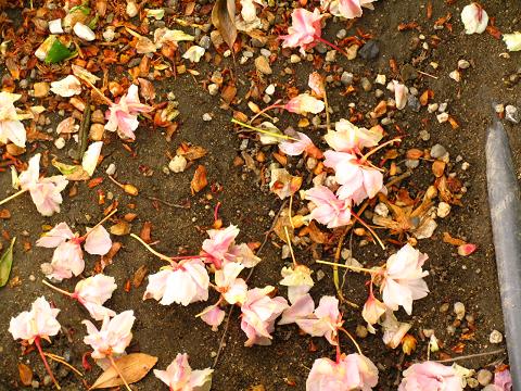 大きなお寺の八重桜_d0027244_20303587.jpg