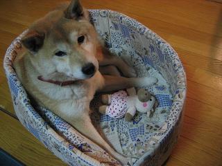 くわえるサイ_c0049950_2316575.jpg