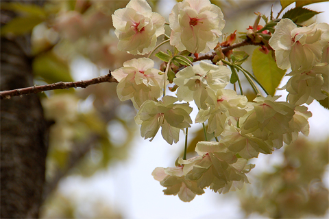 京の桜だより　其の二十三。_a0046364_691468.jpg