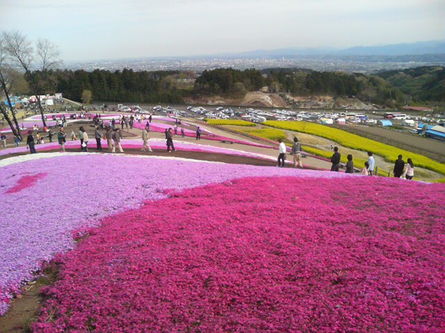 芝桜_d0038975_2147488.jpg