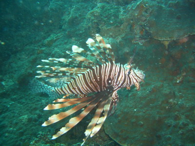 2006/04/15(土) - 4 Dive　No.302 - ドクマイ島　[Phuket]_a0002177_23233176.jpg