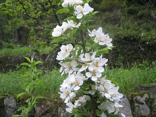 桜の後は・・・春爛漫_b0084083_10293667.jpg