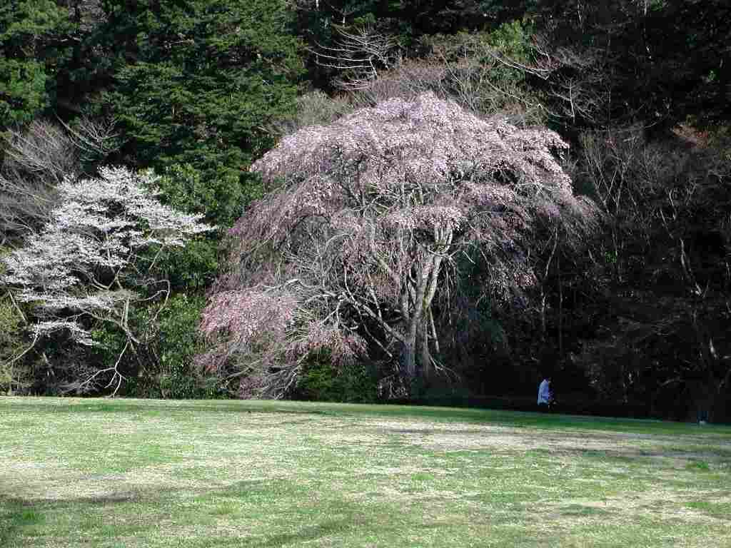 仙台市内では、桜が満開_f0035886_9495910.jpg