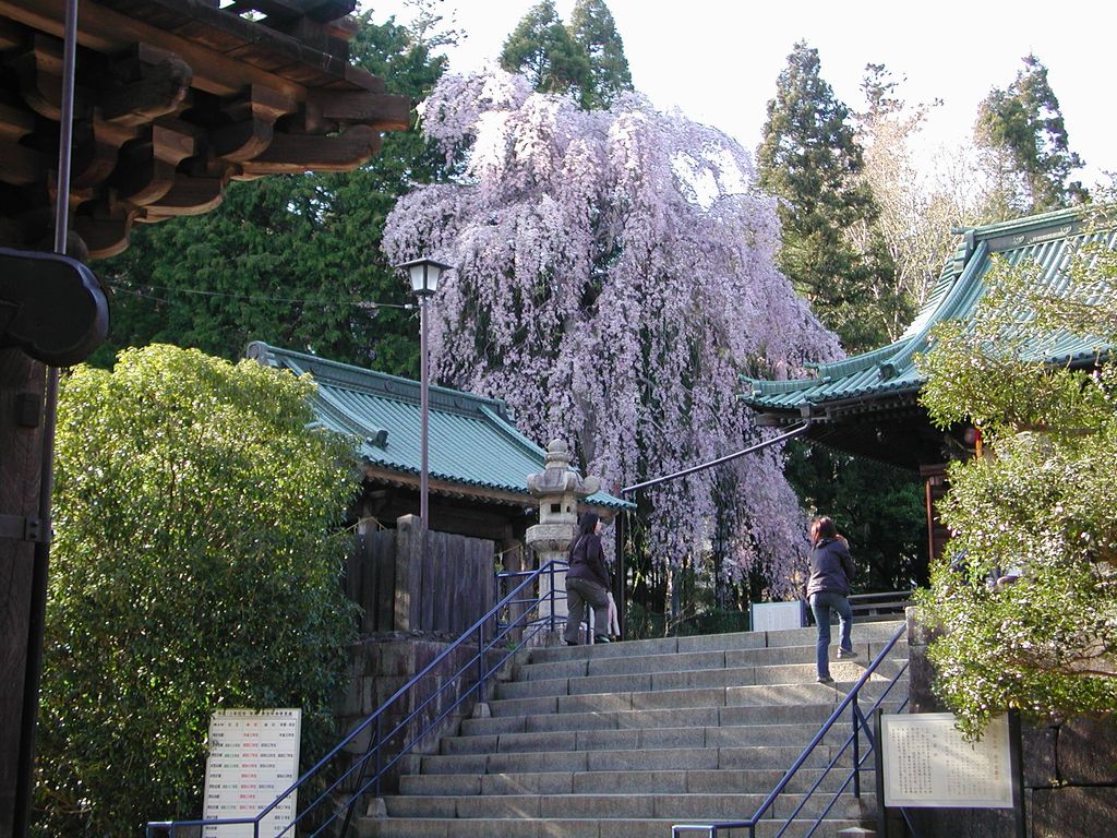 仙台市内では、桜が満開_f0035886_9503799.jpg