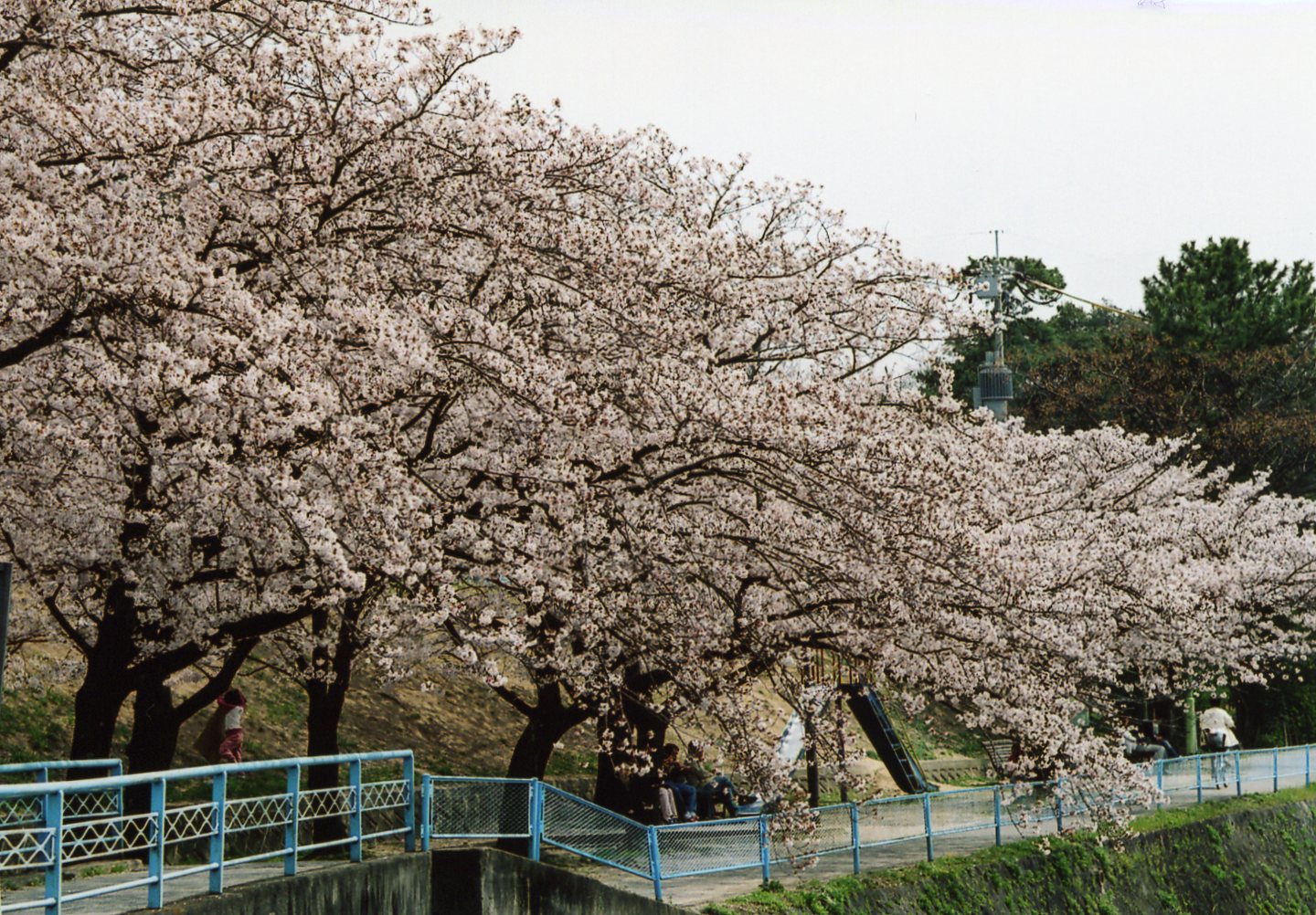 また来年も　＊桜（４）＊_f0090218_1471680.jpg