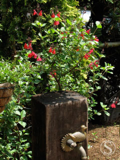 e0021328_17729.jpg