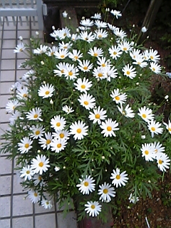 c0036138_23453810.jpg