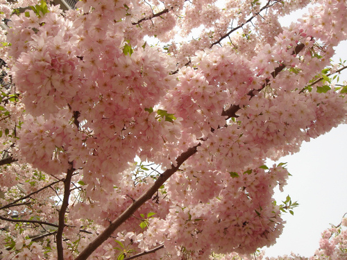 造幣局通り抜けの桜_b0009845_23404388.jpg