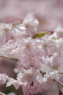 京都散策　・・桜花・・_f0020352_11425276.jpg