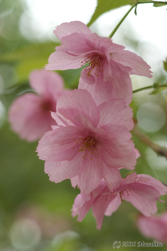 造幣局の桜_f0063363_12284987.jpg