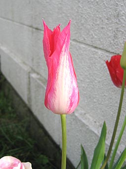 e0079765_2014574.jpg