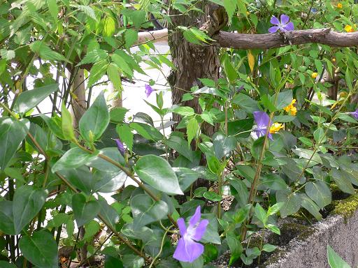 紫つる草と山吹 草のいろ