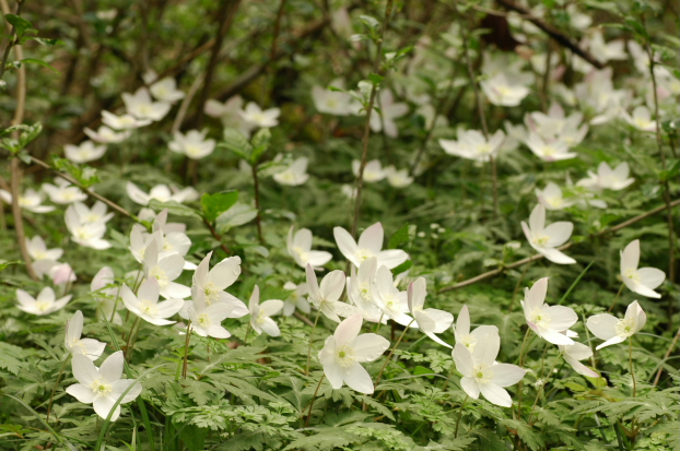 渓谷の山野草_a0041073_2124137.jpg