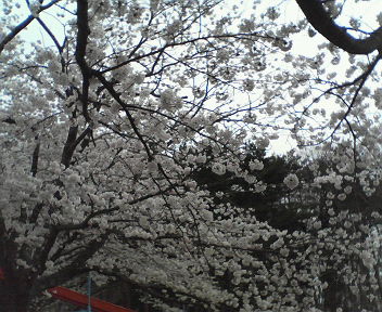 d0038195_0361863.jpg