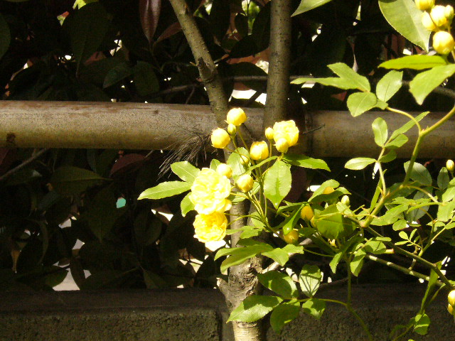 d0000324_9494919.jpg