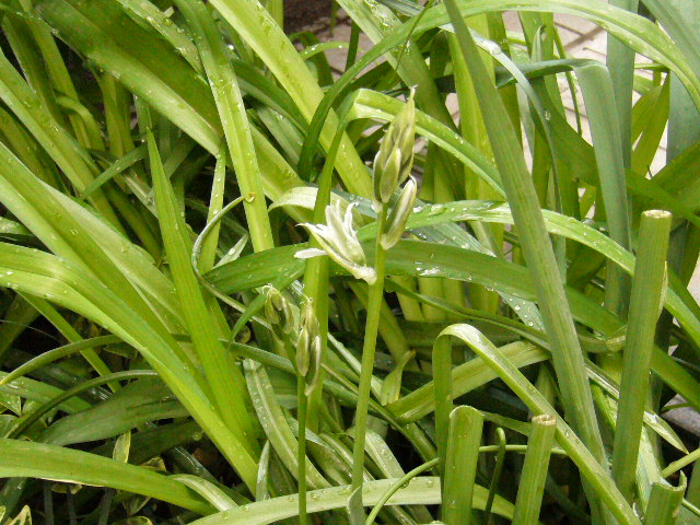 d0000324_957379.jpg
