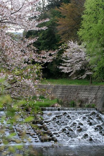 山の桜はまだきれいでした_a0031741_2033243.jpg