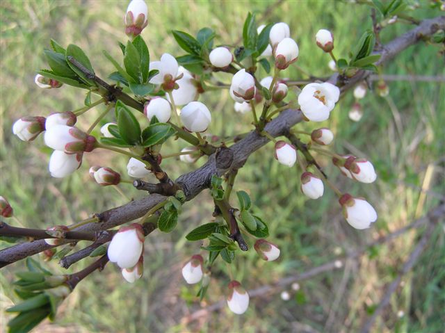 丘の春の花１_e0051555_20455039.jpg