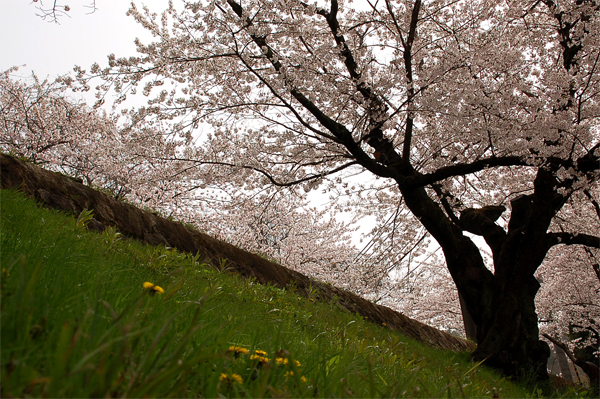 京の桜だより　其の二十六。_a0046364_0205393.jpg