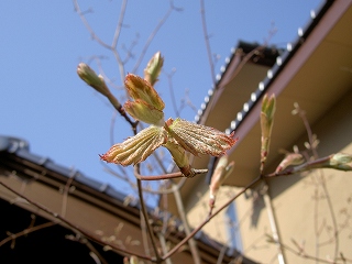 ４月２５日（火）　さわやかな天気_e0021668_20535458.jpg