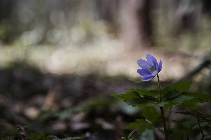 野の花_b0074098_8584880.jpg