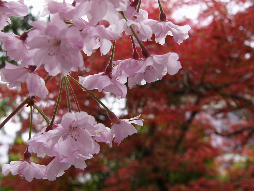 実家の桜・３_c0062511_21263221.jpg