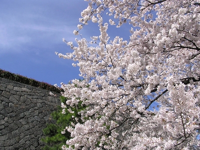 \'06春　桜の季節　小峰城の桜　　～福島白河市～_c0055515_0192531.jpg