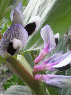 夏野菜の植え付け_f0088647_23521065.jpg