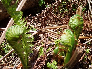d0048350_2195340.jpg