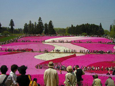 羊山公園の芝桜_f0079157_2213579.jpg