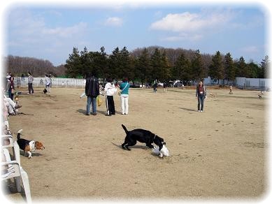 アンデルセン公園 犬だらけ