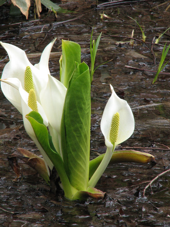 水芭蕉（平岡公園）_f0002701_2134316.jpg