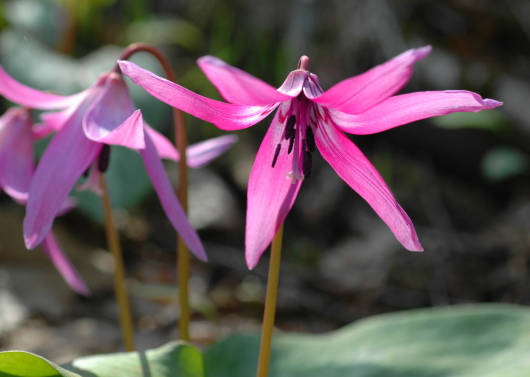 野の花・撮影ツアー_d0026802_2262311.jpg