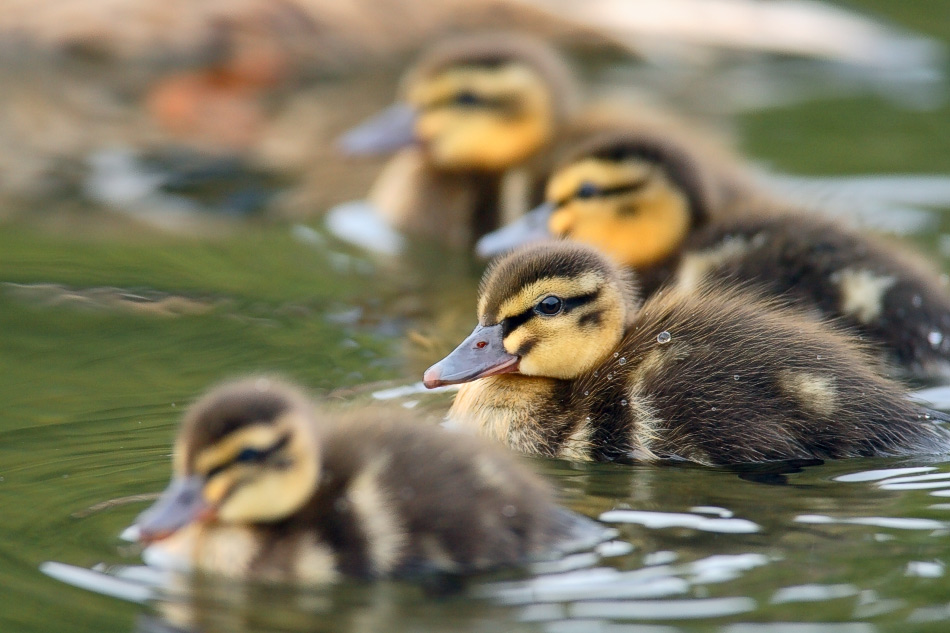 Spotbill chicks   カルガモ_c0034905_22274359.jpg