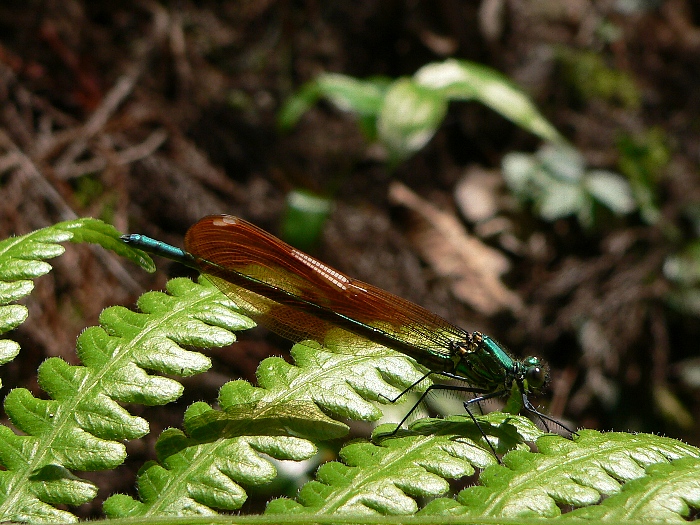 e0002314_19293185.jpg
