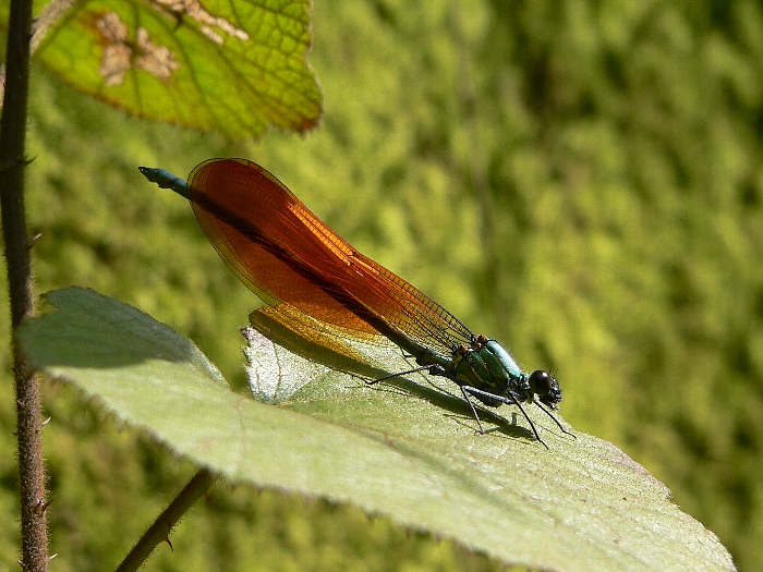 e0002314_19381796.jpg