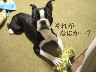 e0080117_21143917.gif