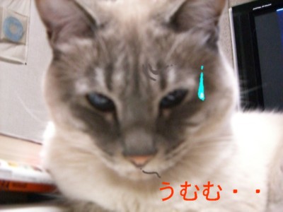 ケッ(-д-; 作_c0006826_19132590.jpg