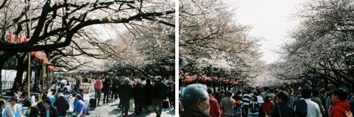 春を満喫しました。－東京都台東区上野恩賜公園_e0074891_12241599.jpg