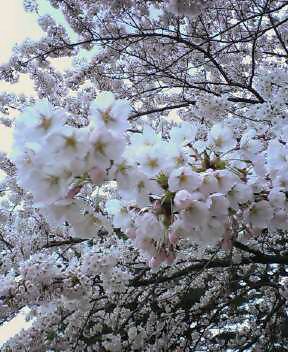 桜咲きました_f0090602_1836058.jpg