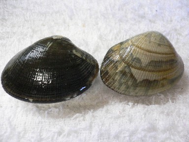 白 黒 潮干狩り あとりえキノコバ 白 黒 潮干狩り あとりえキノコバ