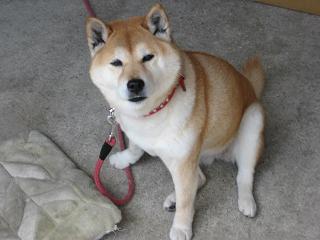 気がついたら四月も、、、_c0049950_21175373.jpg
