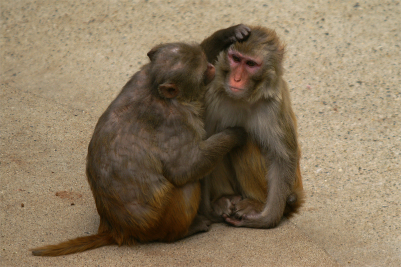 京都市動物園(1)_e0002371_2021296.jpg