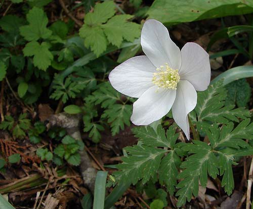 e0064375_97216.jpg