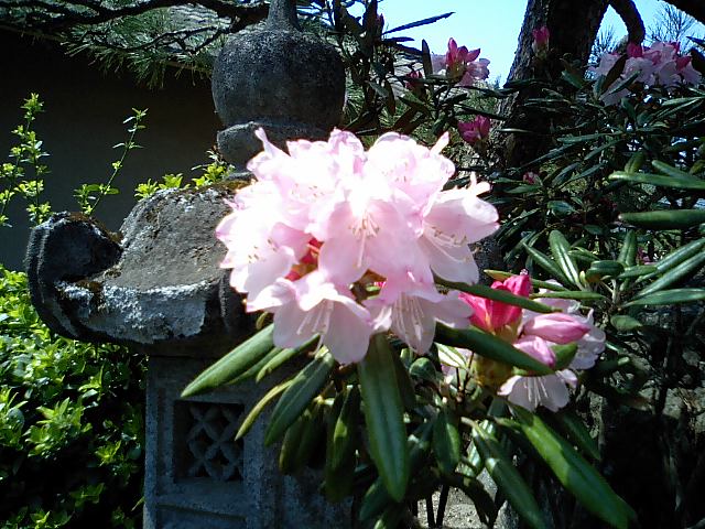 シヤクナゲ_d0027486_10215452.jpg