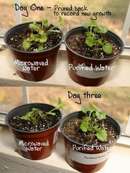 レンジで沸騰させた水 大丈夫?_c0039291_0122771.jpg