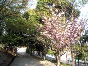 八重桜_c0041997_2122723.jpg