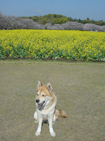 いざ、お遍路へ♪ ~キリ番さん、だあれ?~_c0049299_1132418.jpg