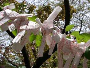 葉桜に花が咲く_b0050301_614334.jpg