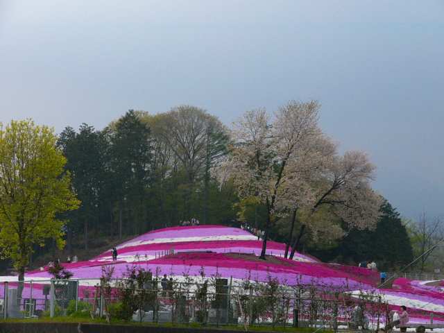 芝桜公園_b0051601_22113077.jpg